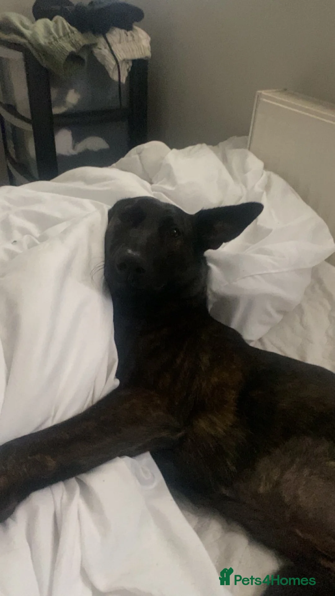 Mixed Breed dogs for sale: Belgain Malinois x Dutch herder  - Advert 3