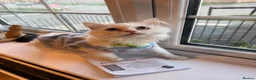 Persian cats for sale: BOY LEFT  - Advert 6
