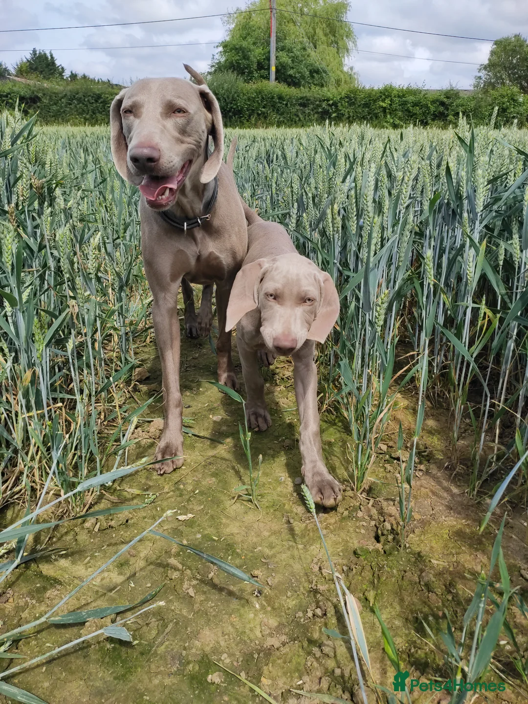 Weimaraner dogs for stud:  KC reg health tested Hipscored stud in Woodbridge - Advert 33