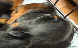Dachshund dogs for sale: Dachshund puppies looking for new family  - Image 3