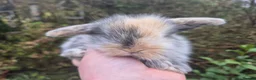 Mini Lop rabbits for sale: 🧡STUNNING TEDDYWIDDER X MINI LOP BABIES 🧡 - Advert 1