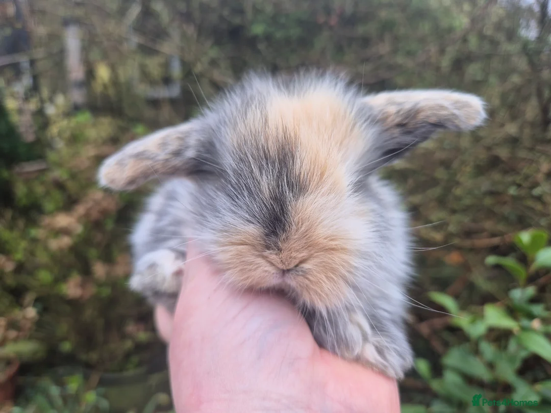 Mini Lop rabbits for sale: 🧡STUNNING TEDDYWIDDER X MINI LOP BABIES 🧡 - Advert 1