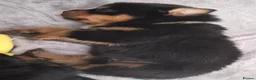 Rottweiler dogs for sale: Viewing now. Kc reg, health tested parents - Advert 7
