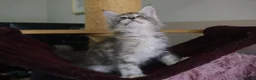 Maine Coon cats for sale: 6 pedigree Mainecoon kittens  - Advert 24