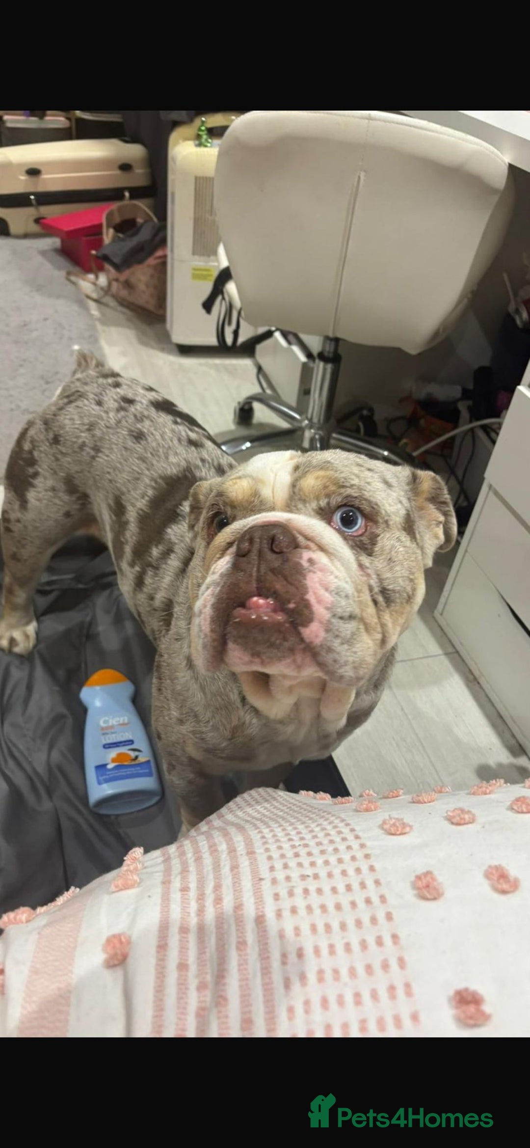 English Bulldog dogs for adoption: Gorgeous Bulldog for adoption  - Image 1