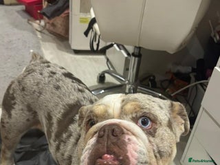 English Bulldog dogs - Advert 1