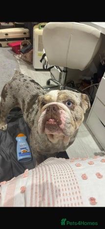 English Bulldog dogs - Advert 1