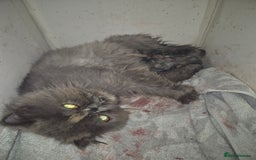 Persian cats for sale: 🩵Amazing persian boy 🩵 - Image 7