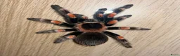 Tarantulas invertebrates for sale: Selling 6 of my Brachypelma - Advert 5