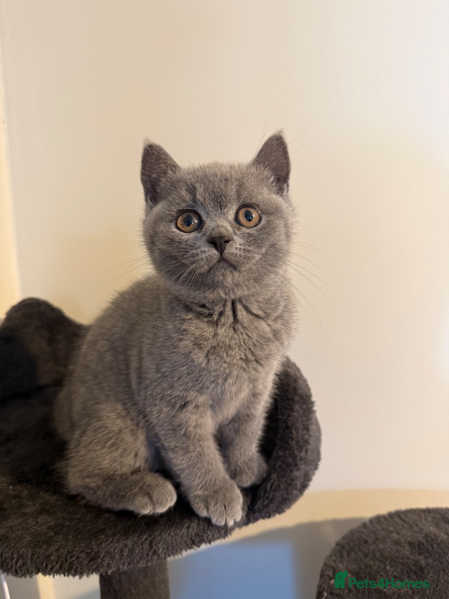 British Shorthair cats British short hair kitten  - Advert 1