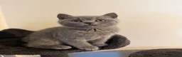 British Shorthair cats for sale: British short hair kitten  - Advert 1