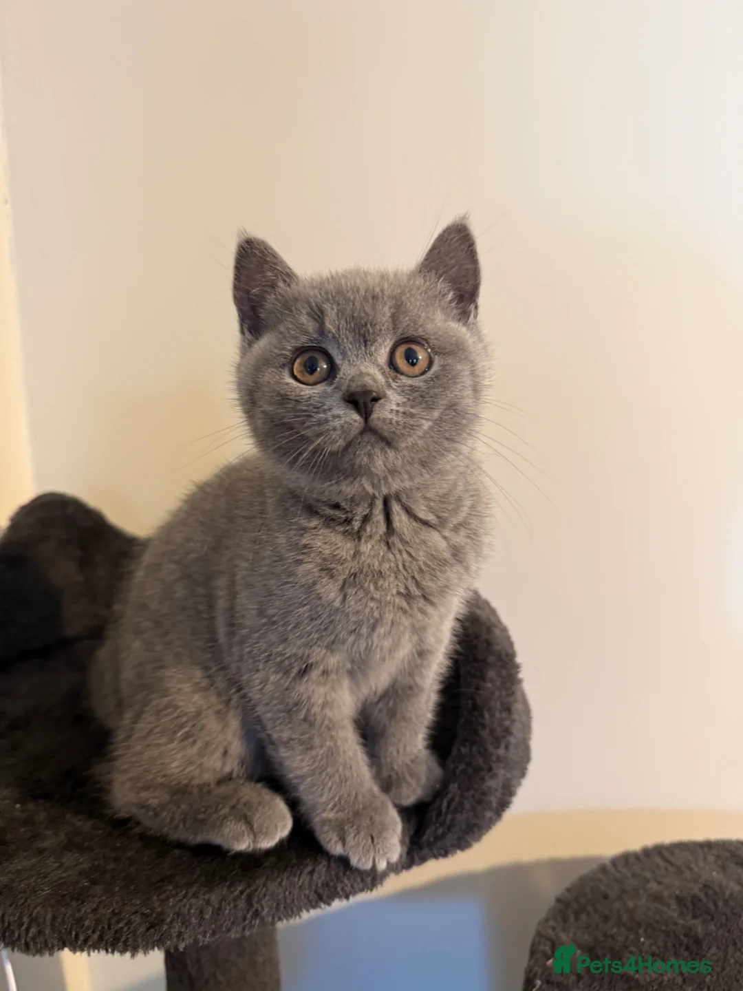 British Shorthair cats for sale: British short hair kitten  - Advert 1
