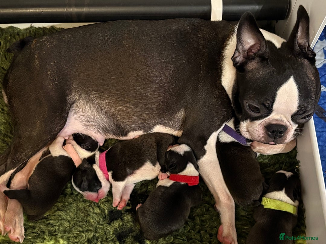 Boston Terrier dogs for sale: Stunning litter Kc reg Boston terriers  - Image 8