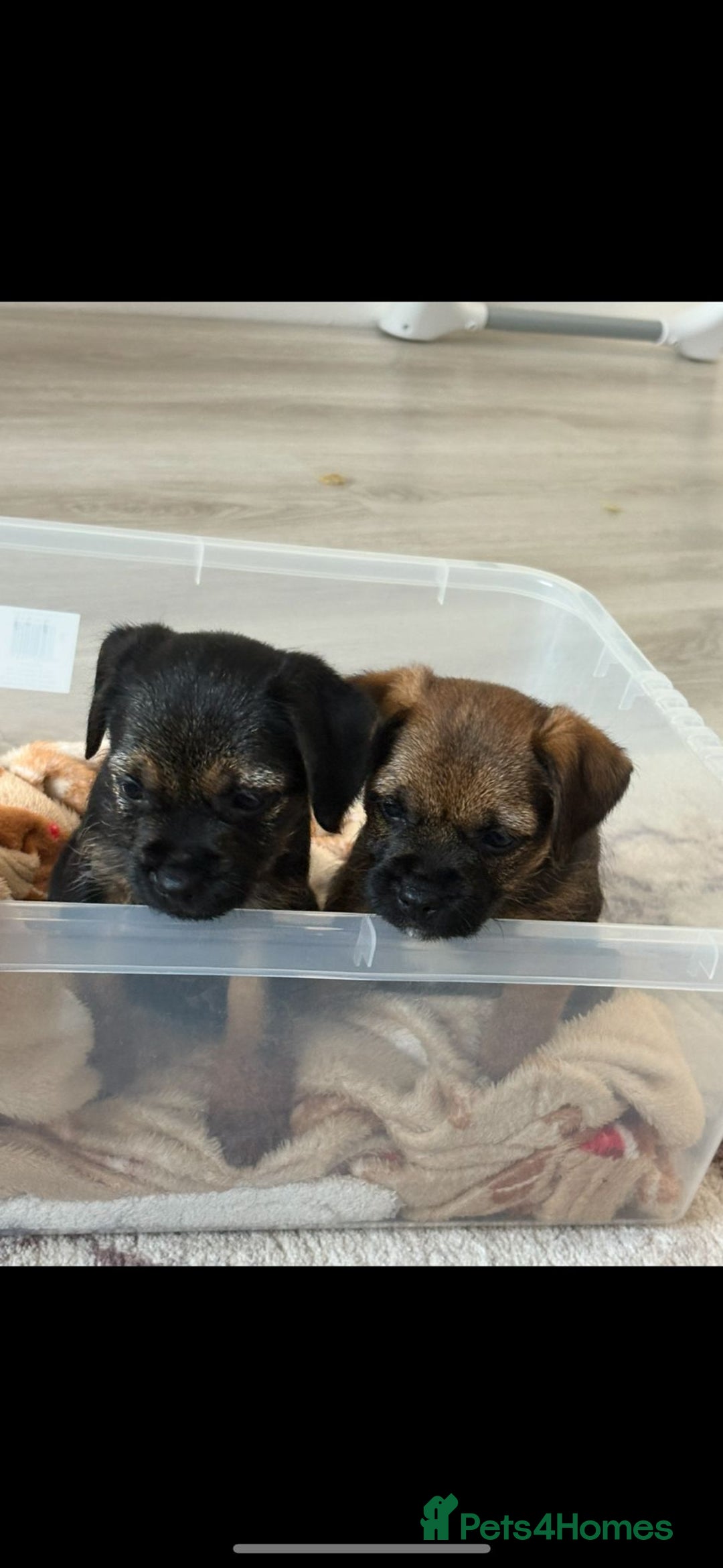 Border Terrier dogs for sale: Two border terrier females  - Image 1