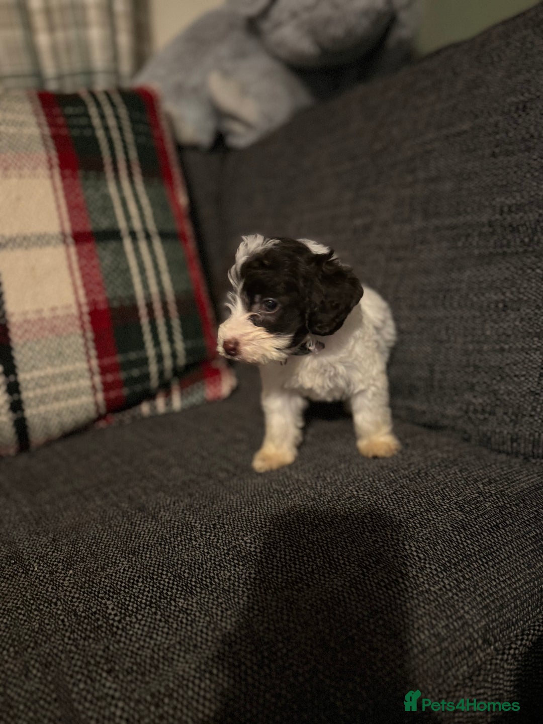 Cockapoo dogs for sale: 15 week old cockerpoo female  - Advert 10