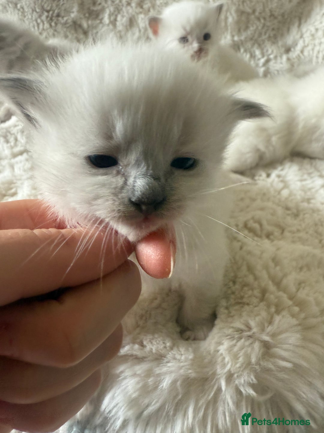 Ragdoll cats for sale: Beautiful litter of Ragdoll baby’s!  - Image 6