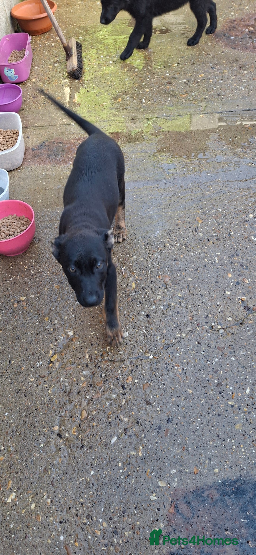 German Shepherd dogs for sale: For sale  - Image 6