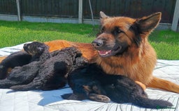 German Shepherd dogs for sale: Outstanding KC longhaired german shepherd puppies - Image 3