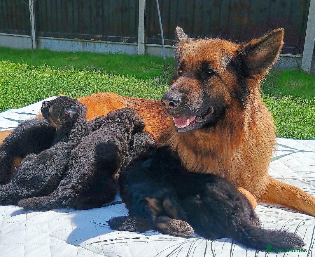 German Shepherd dogs for sale: Outstanding KC longhaired german shepherd puppies - Image 3
