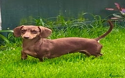 Miniature Dachshund dogs for sale: Puppy's all carrying pink - Image 4