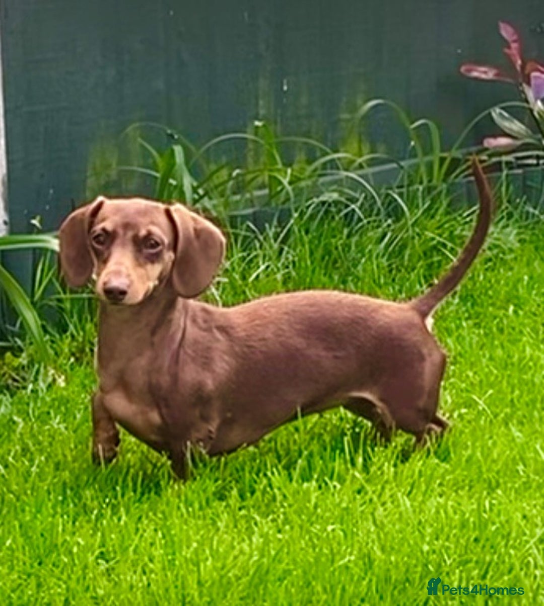 Miniature Dachshund dogs for sale: Puppy's all carrying pink - Image 4