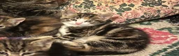 Mixed Breed cats for sale: Beautiful Tabby Kittens - Advert 10