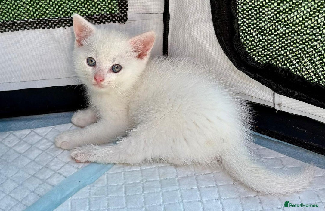 British Shorthair cats for sale: Adorable Kittens! - Image 8