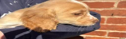 Cocker Spaniel dogs for sale: Colourful Cocker Spaniels  - Advert 3