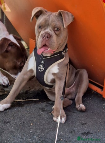 Old Tyme Bulldog dogs - Advert 9