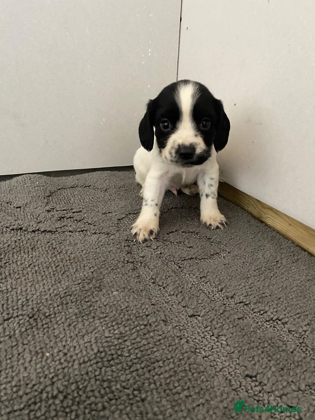 Sprocker dogs for sale: 🐶 Beautiful Sprocker Puppies – 5 Boys & 2 Girls ❤ in Sherborne - Advert 8