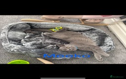 British Shorthair cats for sale: British short hair male and female  - Image 1