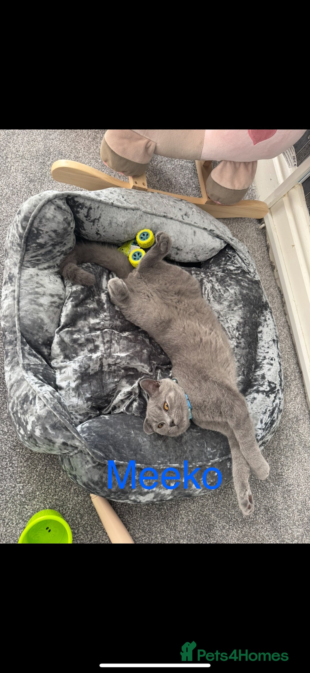 British Shorthair cats for sale: British short hair male and female  - Image 1