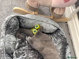 British Shorthair cats - Advert 11