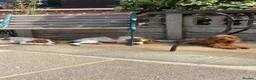 Pointer dogs for sale: Gorgeous Pointer Puppies looking for new homes - Advert 8