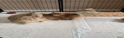 Pomeranian dogs for sale: 🧡 KC ORANGE SABLE POMERANIAN GIRL 🧡 in Thirsk - Advert 7
