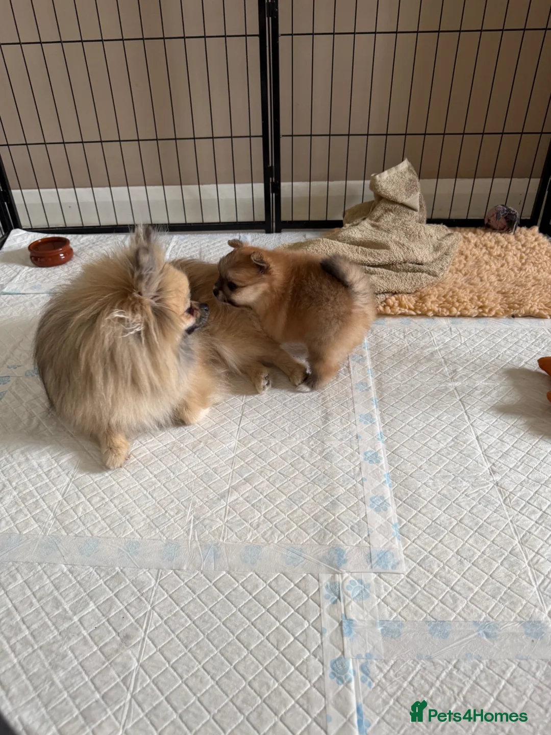 Pomeranian dogs for sale: 🧡 KC ORANGE SABLE POMERANIAN GIRL 🧡 in Thirsk - Advert 7