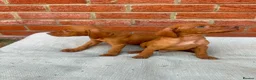 Hungarian Vizsla dogs for sale: KC registered Hungarian Vizsla puppies in Aberlour - Advert 9