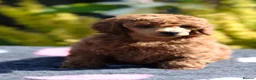 Miniature Poodle dogs for sale: KC Reg Miniature Poodles puppies   in Cookstown - Advert 6