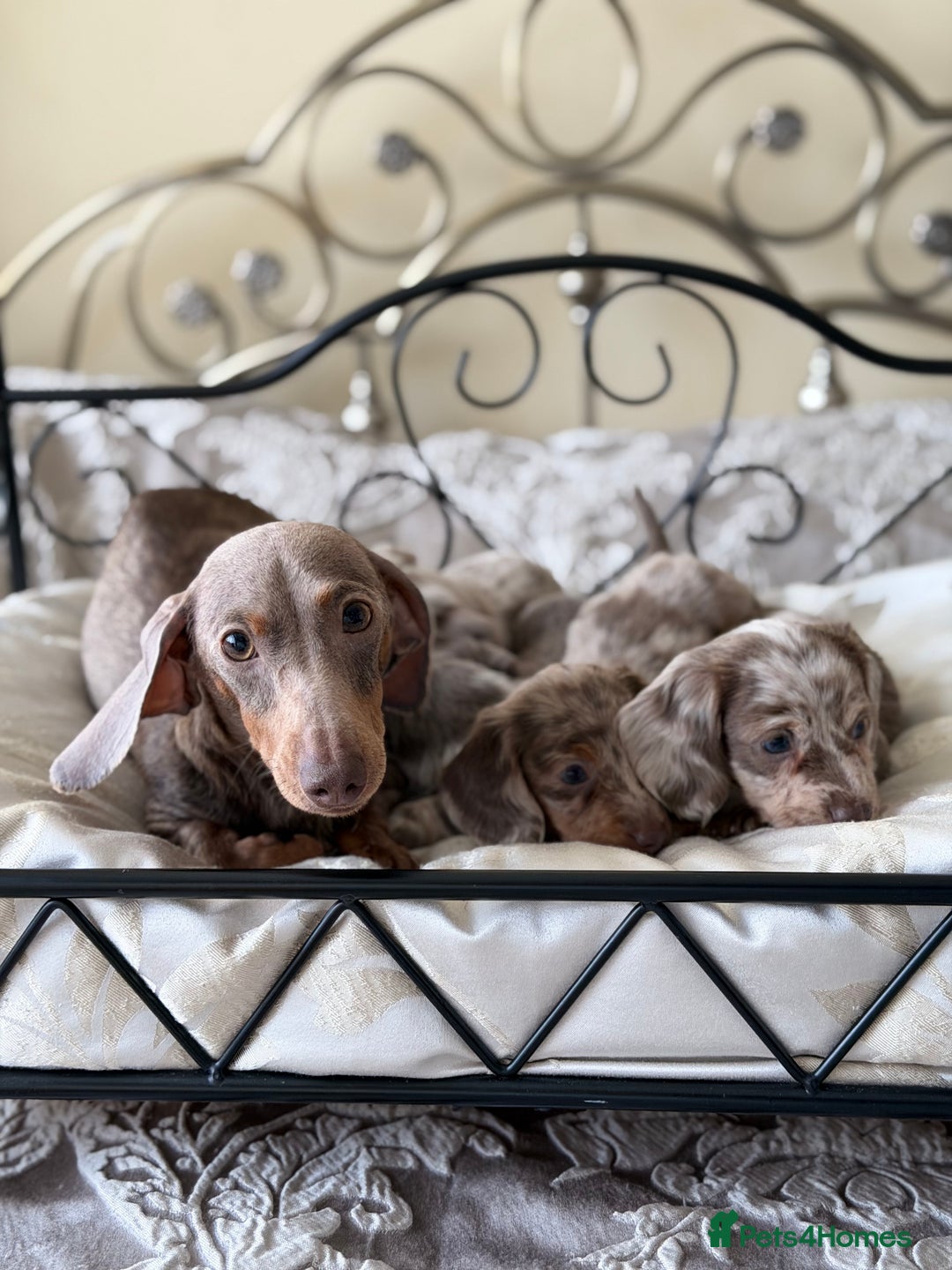 Miniature Dachshund dogs for sale: Miniature dachshund puppies - Advert 2