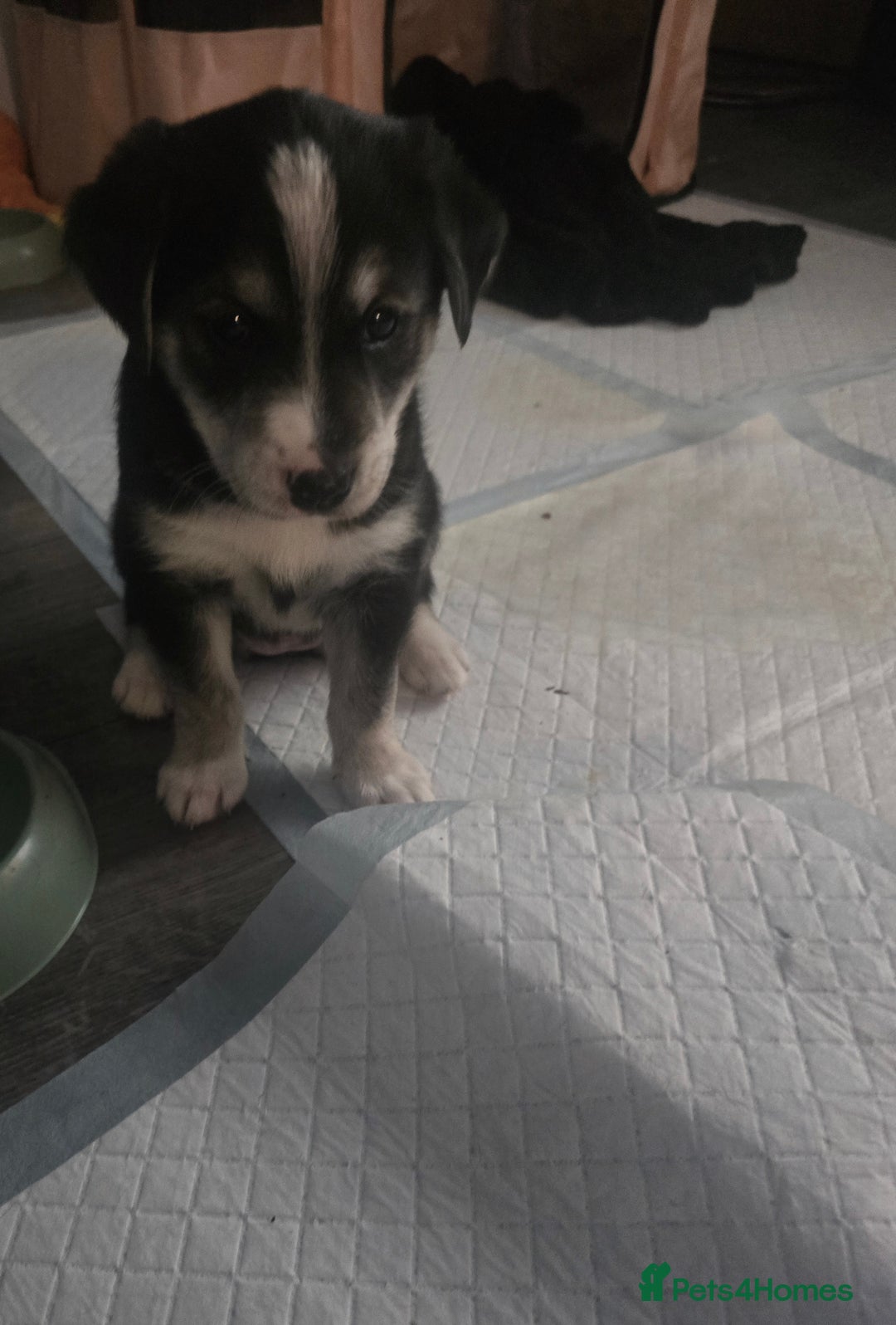 Mixed Breed dogs for sale: Husky Alaskan Golden Retriver   labrador mix pupps - Advert 4