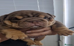 English Bulldog dogs for sale: English bull dogs  - Image 18