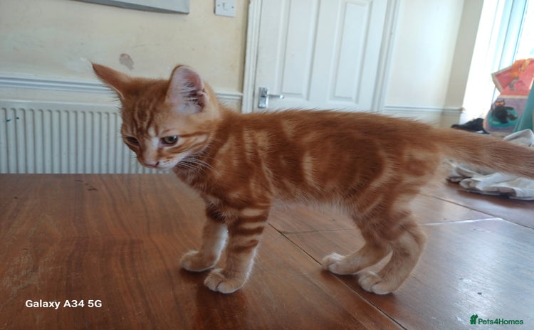 Mixed Breed cats - Advert 1
