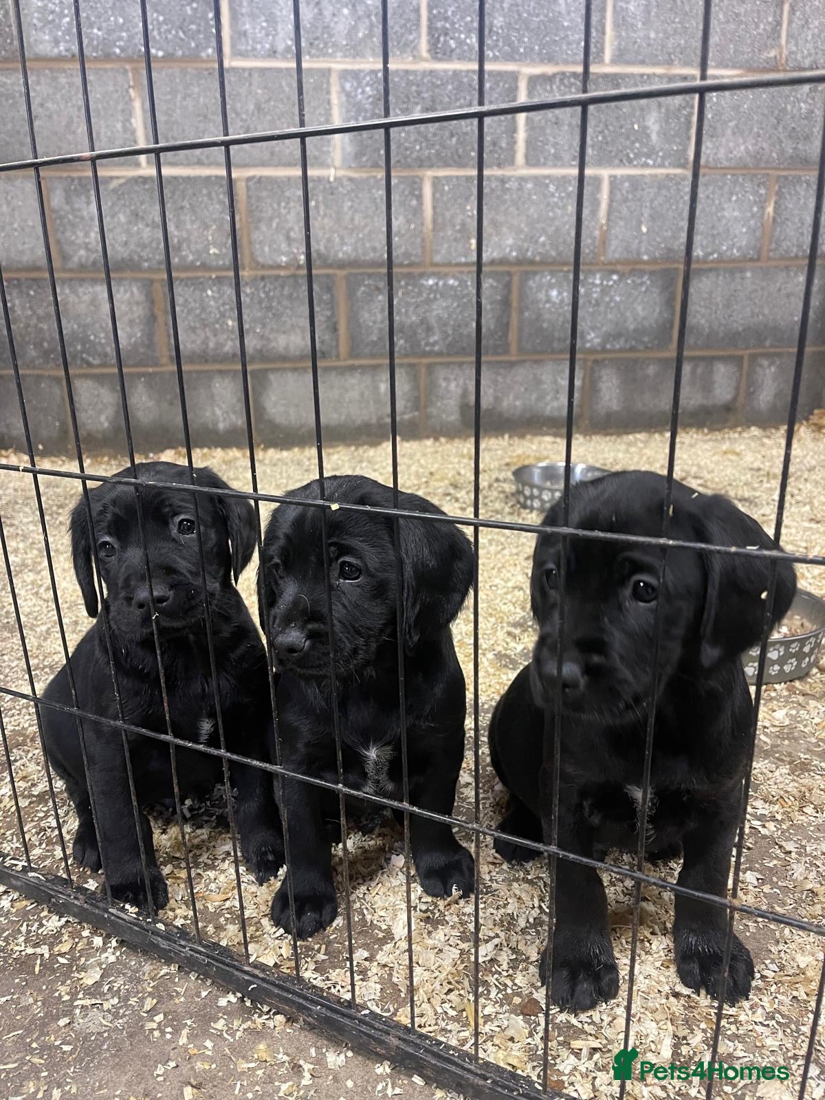 Mixed Breed dogs 🐾 Only one Gorgeous Sprockerdor Puppies 🐾 - Advert 9