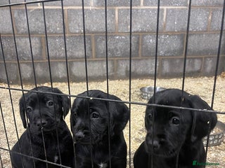 Mixed Breed dogs 🐾 5 Gorgeous Sprockerdor Puppies 🐾 - Advert 1
