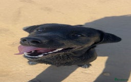 Labrador Retriever dogs for stud: K.C. Black Labrador for Stud! - Advert 2