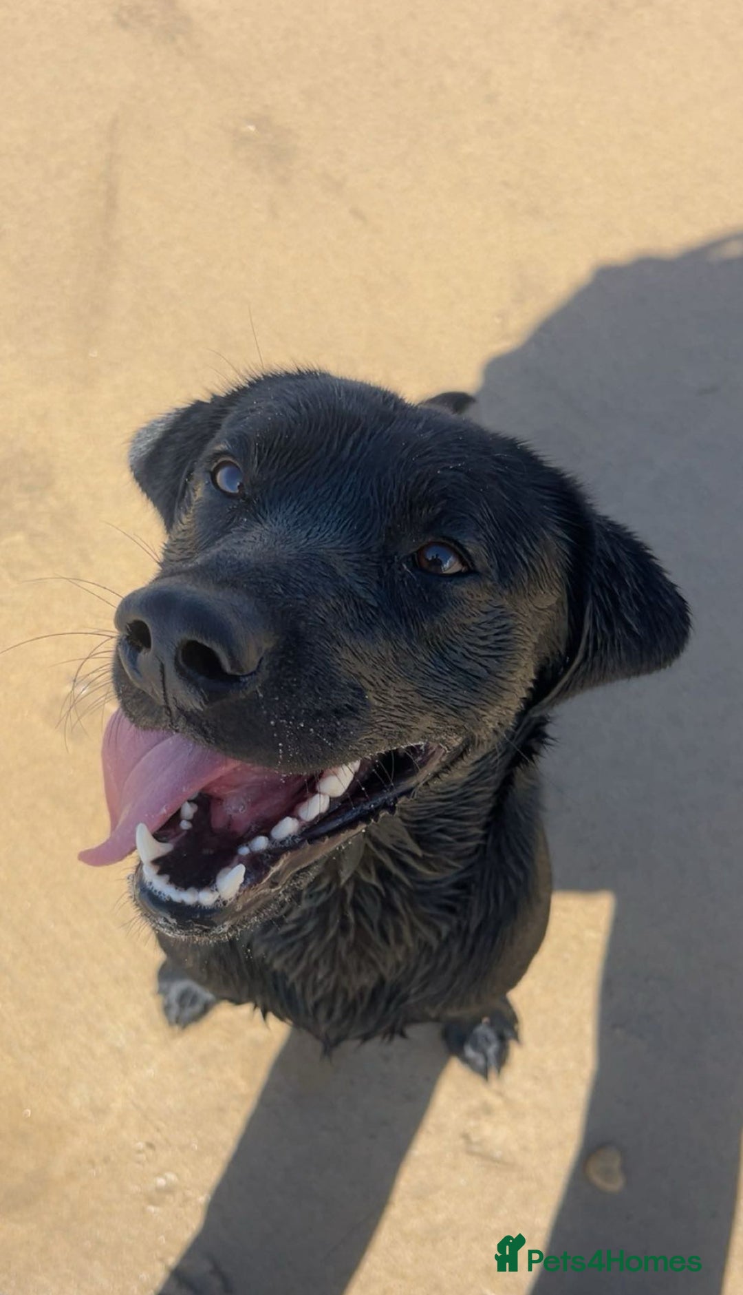 Labrador Retriever dogs for stud: K.C. Black Labrador for Stud! - Advert 2