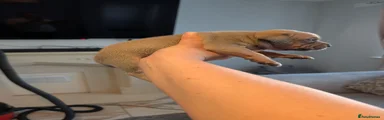 Staffordshire Bull Terrier Puppy 8