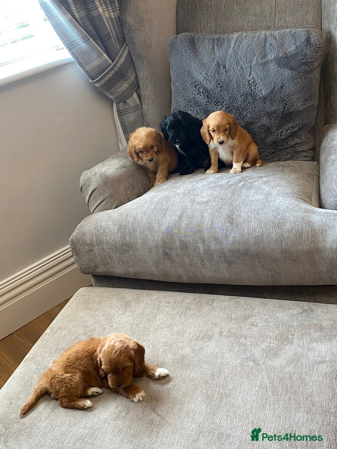 Cockapoo dogs for sale: Beautiful cockapoo - Image 10