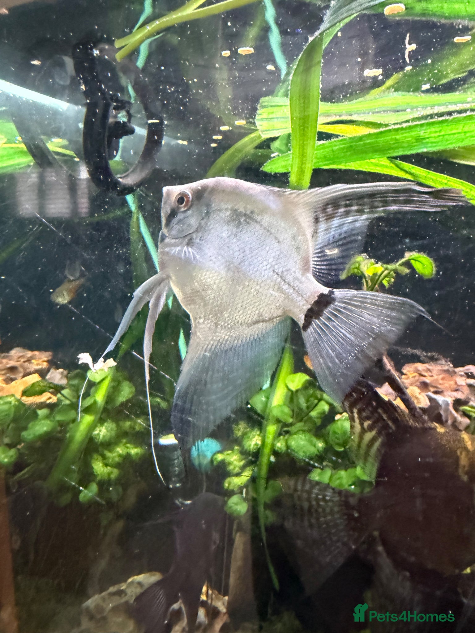 Angelfish fish Angelfish Tropical Fish for Sale 🐠 - Advert 6