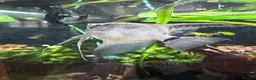 Angelfish fish for sale: Angelfish Tropical Fish for Sale 🐠 - Advert 1